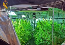 Dos vecinos de Mérida detenidos por cultivar 440 plantas de marihuana en una nave de Guareña